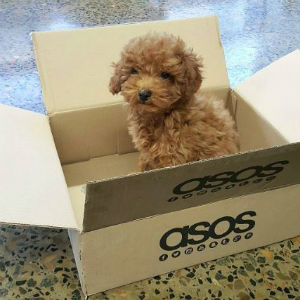 asos puppy