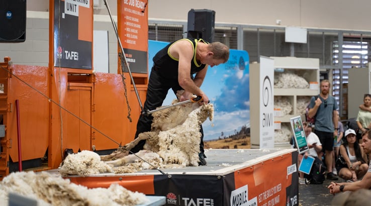 Sheep shearing Easter Show