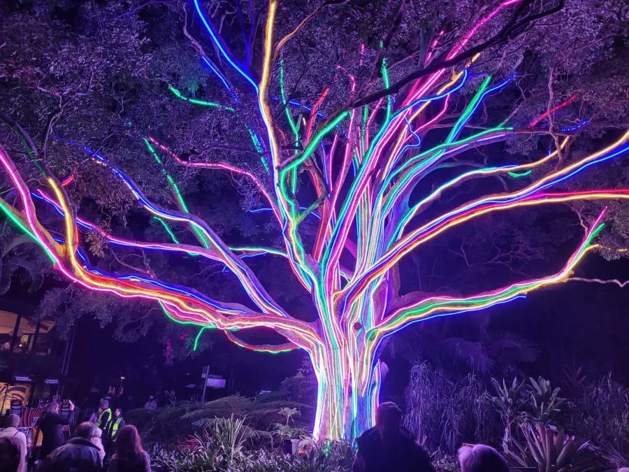Lit up tree at Vivid Sydney 2024