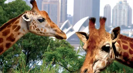 Taronga Zoo promo codes and discount tickets for February 2025