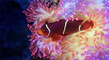 SEA LIFE discount codes and coupons for November 2024