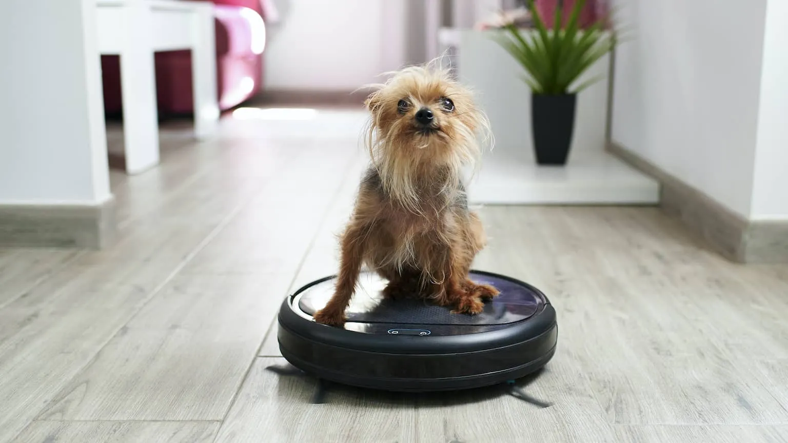 Yorkshire terrier dog sitting on robot a vacuum cleaner