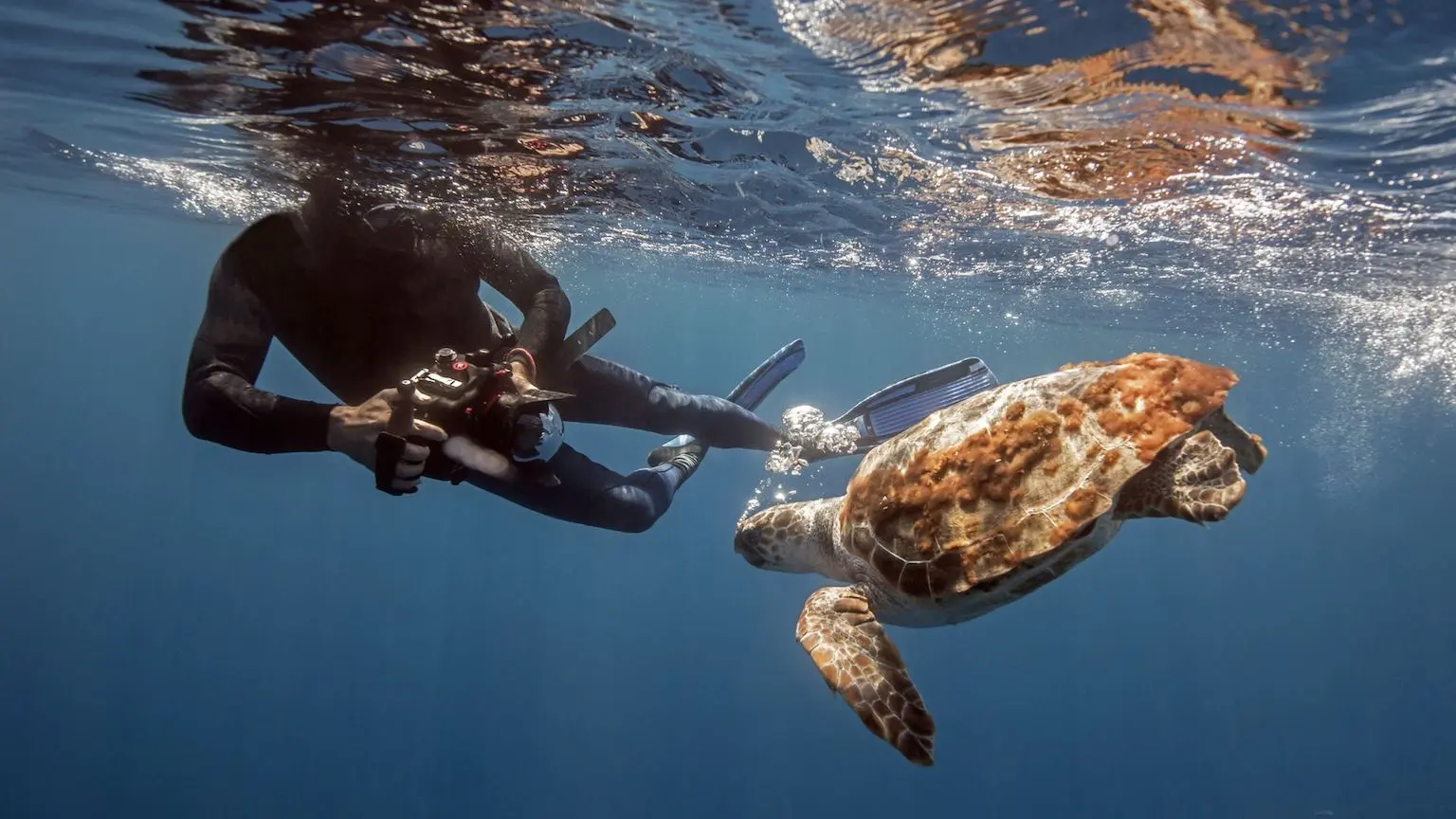 A scuba diver taking a photo of a turtle