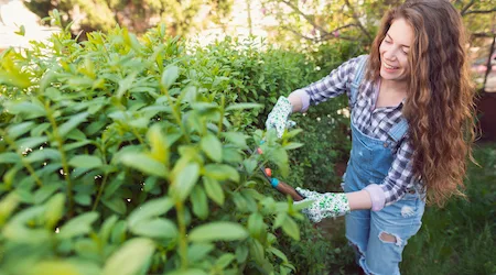 Young woman is cutting the hedge in her backyard.