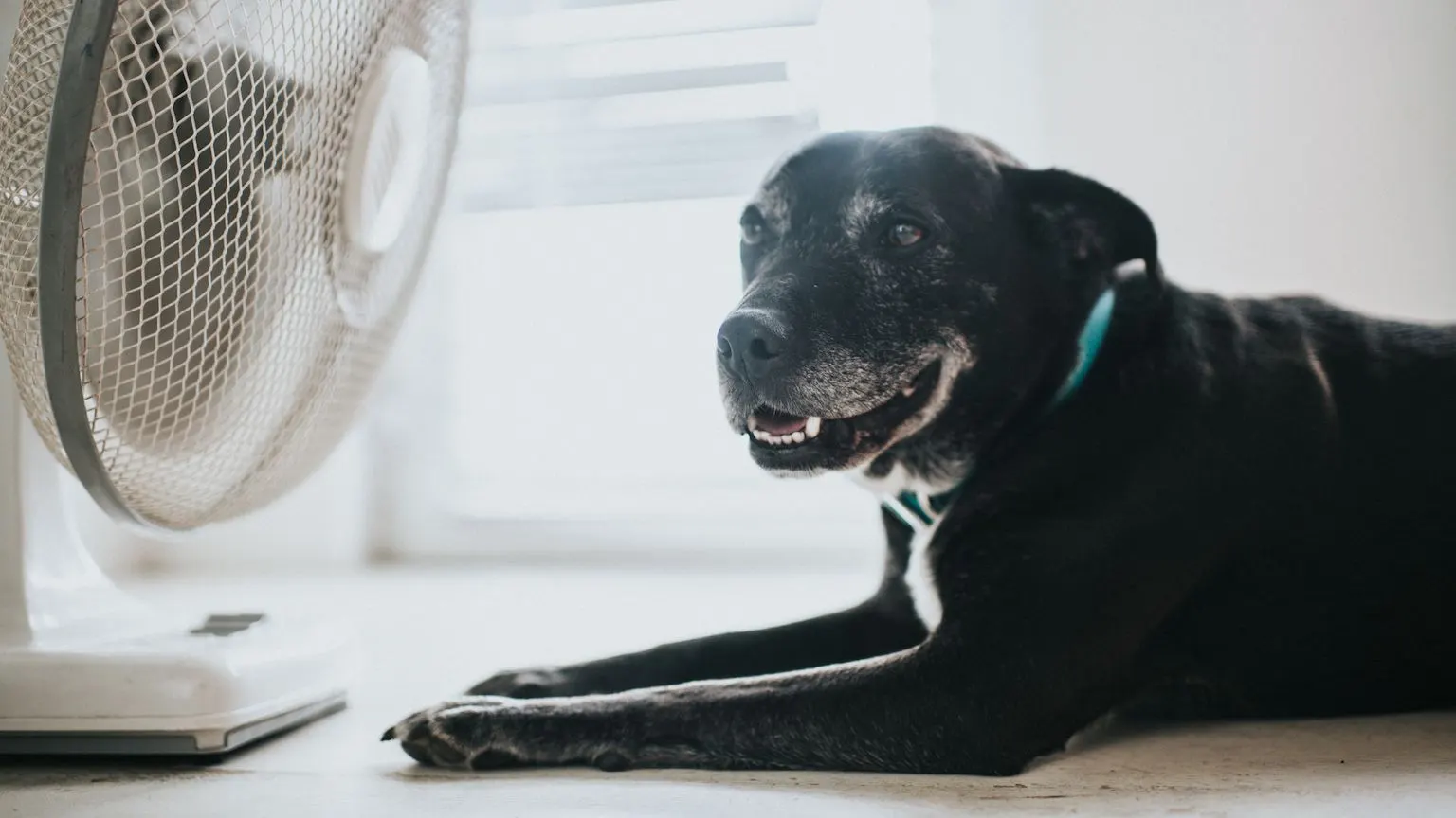 A black lab dog cooling off in front of a pedestal fan