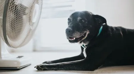 A black lab dog cooling off in front of a pedestal fan