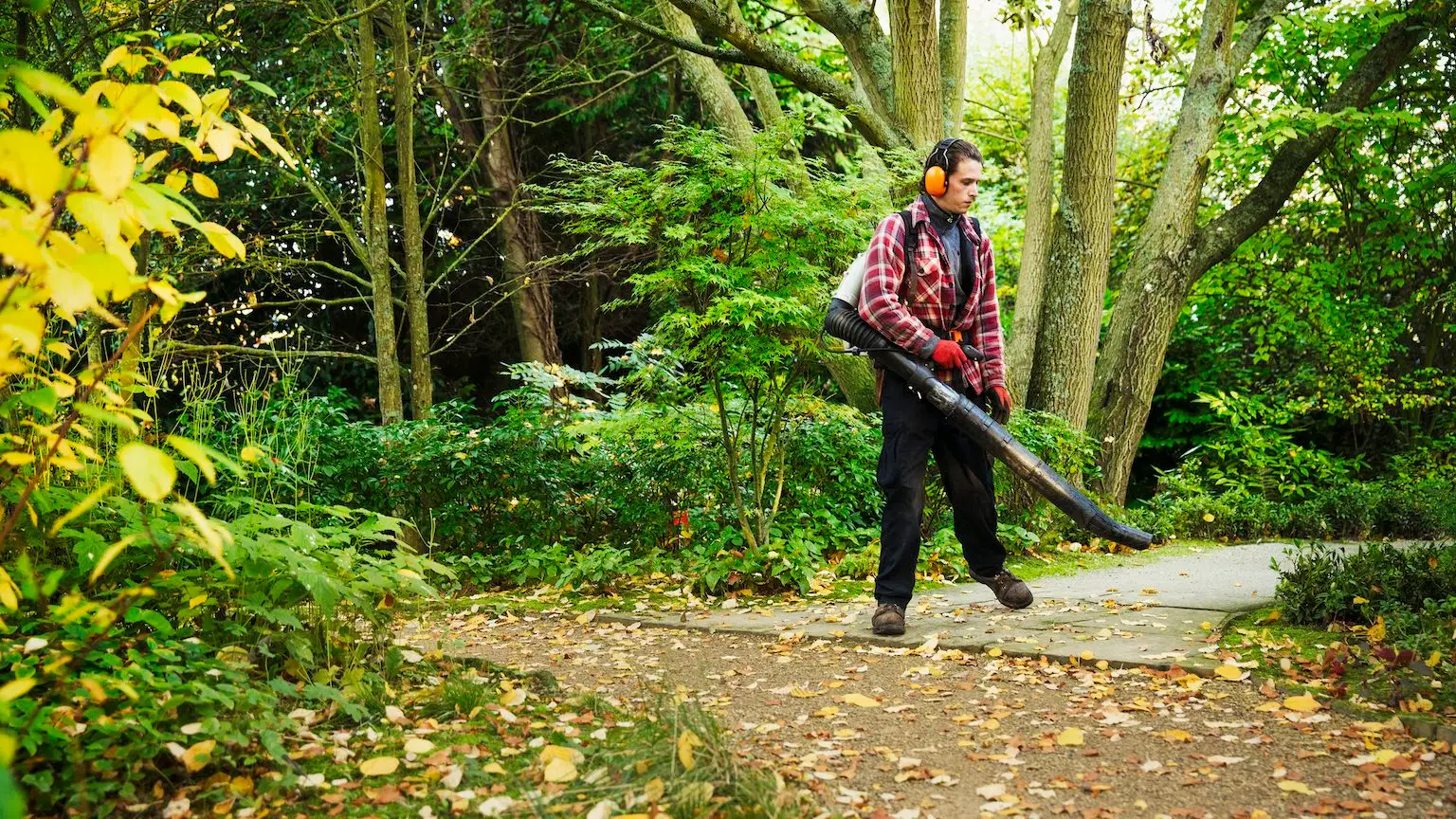 A gardener using a leaf blower to clear up autumn leaves in a garden.