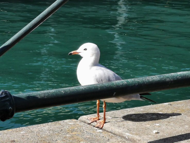 Huawei P30 Sample Photo Image: Alex Kidman/Finder