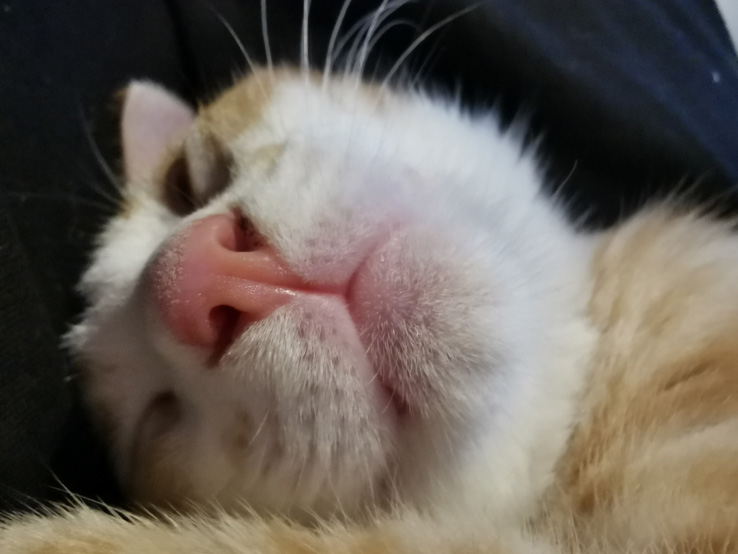 Huawei P30 Sample Photo Image: Alex Kidman/Finder