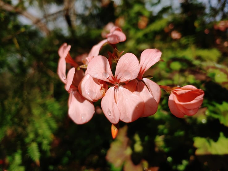 LG V50 ThinQ Sample Photo
