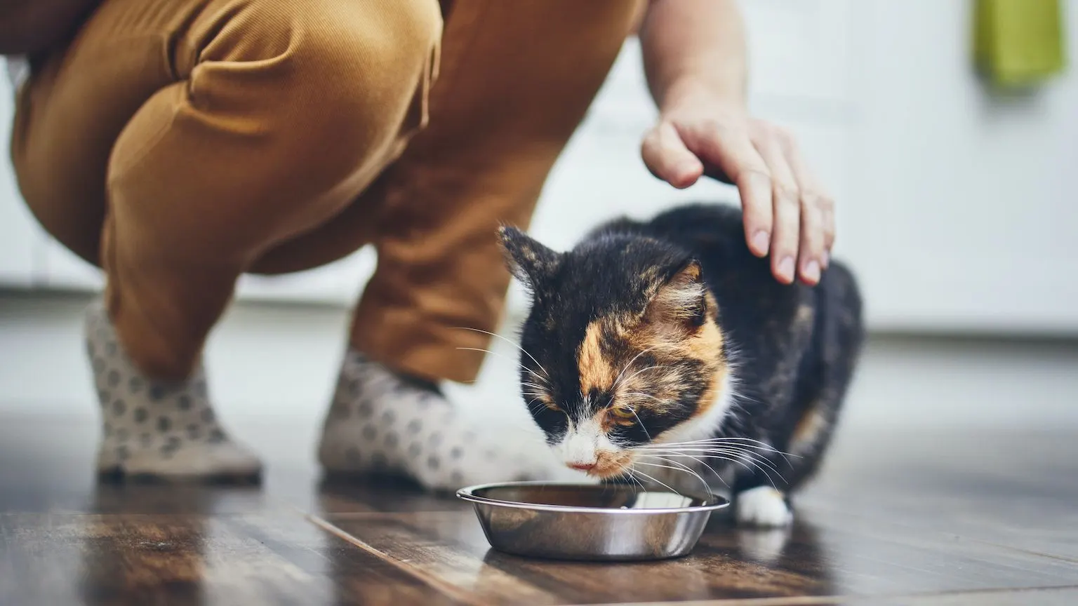 Woman crouched down petting a calico cat that is eating out of a metal bowl