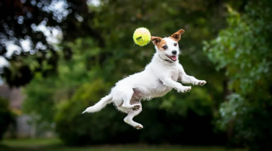 DogPlayingWithaBall_Getty_900x500