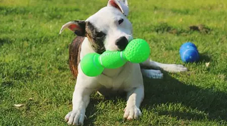 The 11 toys your dog would put on their wishlist this year if they knew how to write