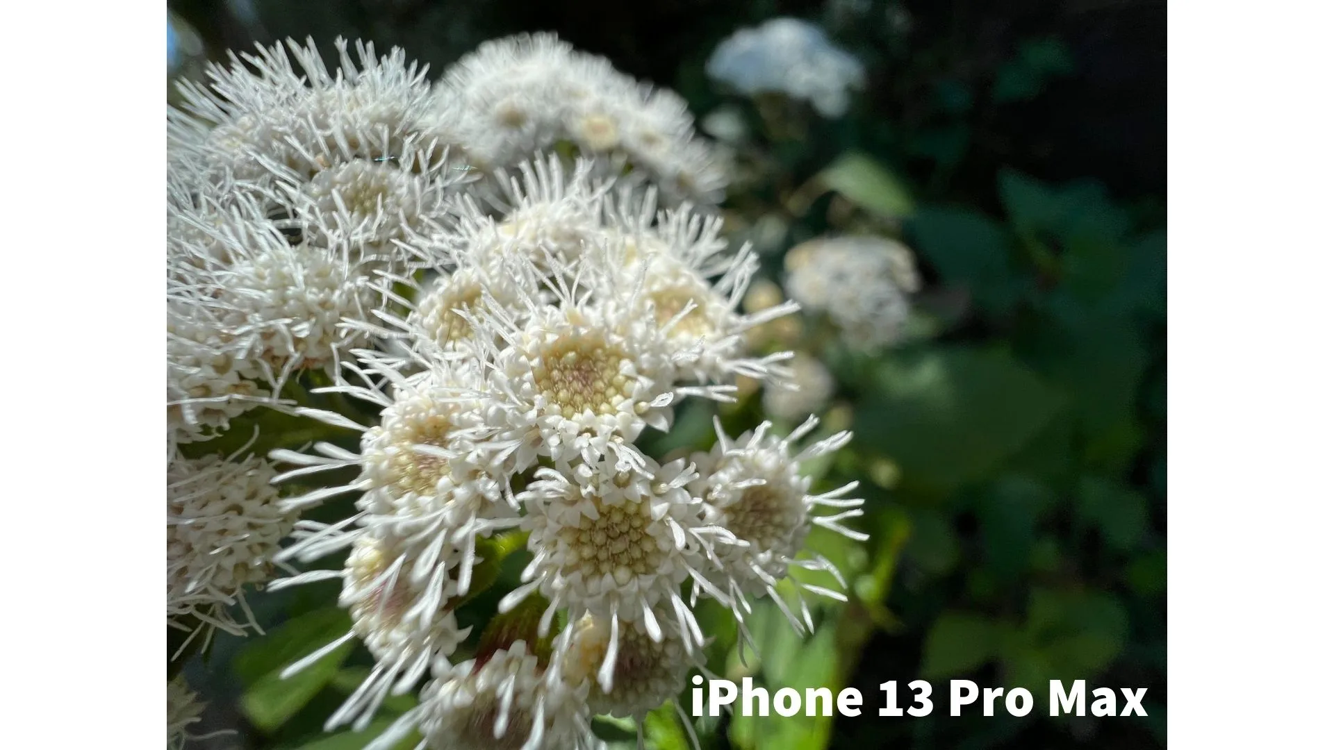 iphone 13 camera