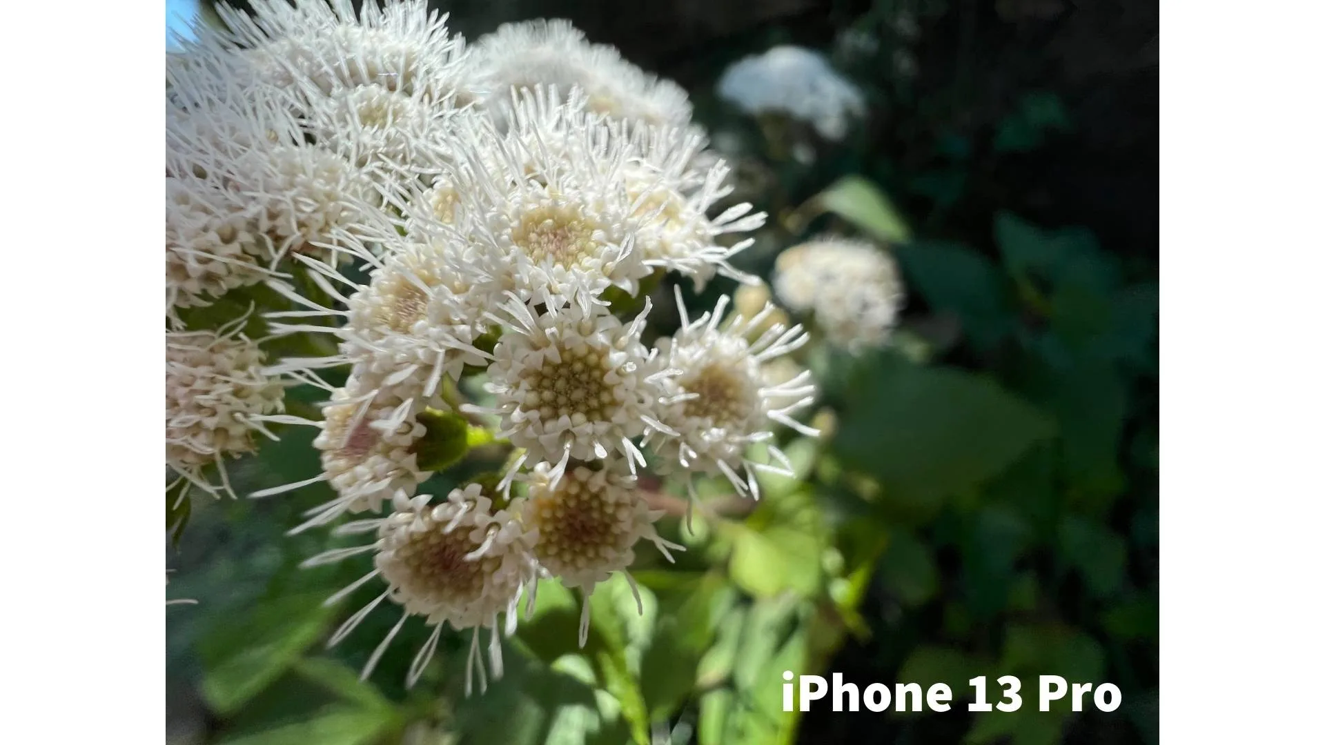 iphone 13 camera