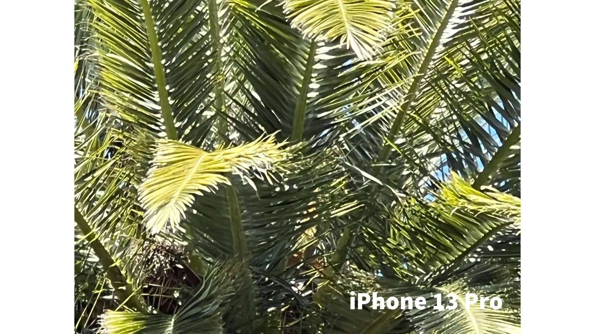 iphone 13 camera