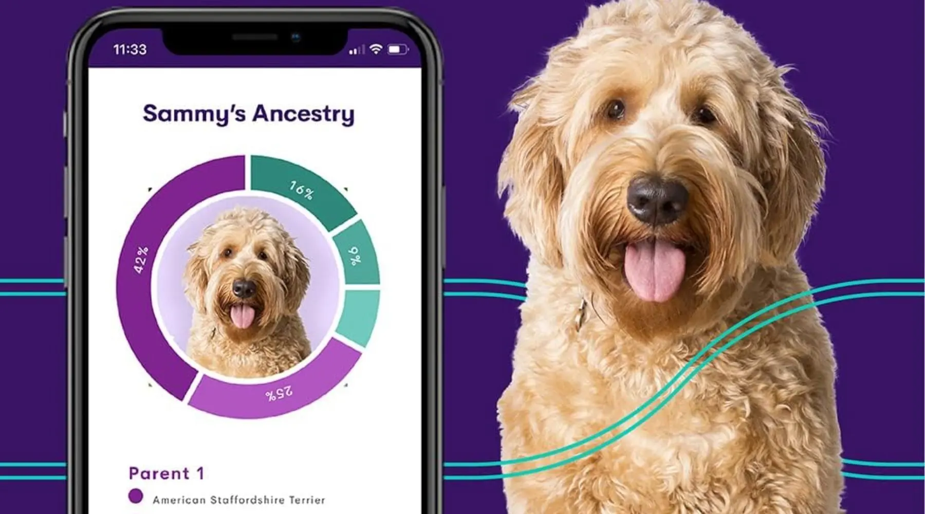 Orivet dog DNA test