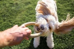 Image: Getty Images dog activity