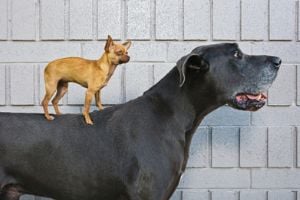 Image: Getty Images great dane and chihuahua