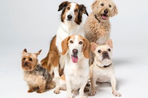 Image: Getty Images dog breed