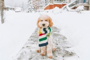 Image: Getty Images dog on a scarf