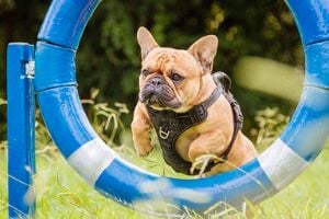Image: Getty Images bulldog jumping on a loop