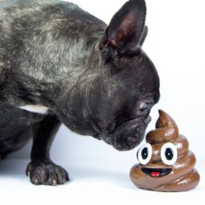 dog sniffing poop