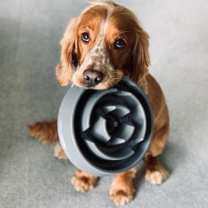 spaniel holding a bowl