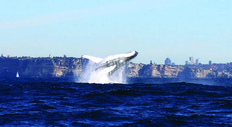 Sydney Whale Watching Adventure Cruise